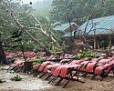 tree-kill-phuket3-696x475.jpg