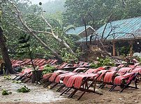 tree-kill-phuket3-696x475.jpg